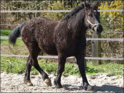 Quelle est la race de ce cheval ?