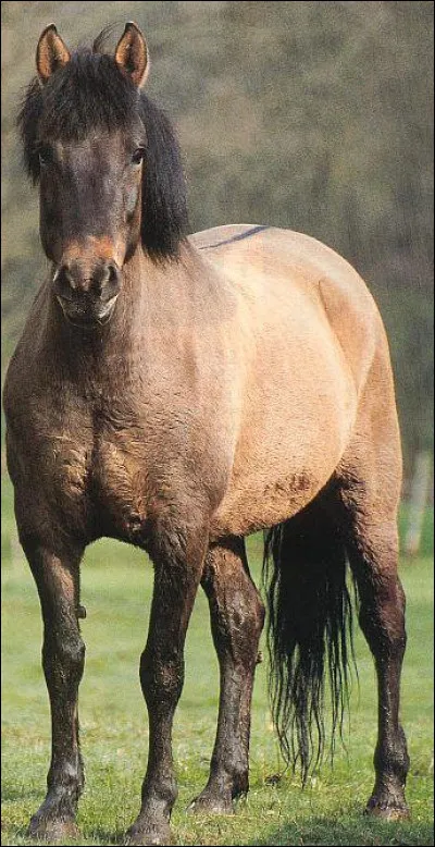 Quelle est la race de ce cheval ?