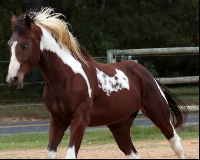 Quelle est la race de ce cheval ?