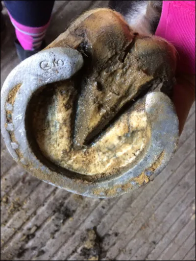 Comment s'appelle le triangle sous le sabot du cheval ?