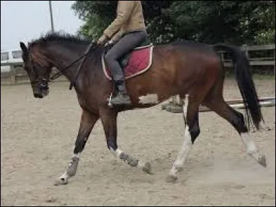 Comment appelle-t-on les "chaussettes" blanches qu'ont certains chevaux ?