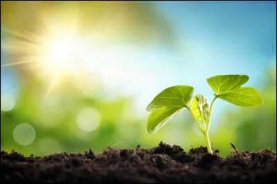 Qu'est-ce que le krill ?