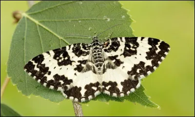 J'ai joué dans les films "Papillon" et "Tootsie". Je suis...