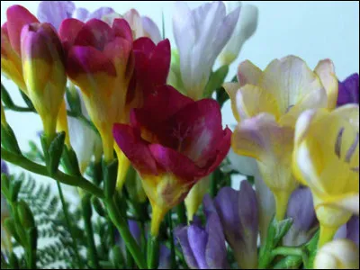 Quel est le nom de cette fleur ?