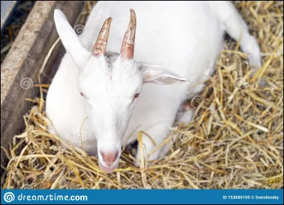 Quel est cet animal ?