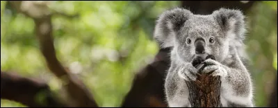 Quel est cet animal ?