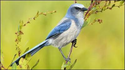 Quel est cet animal ?