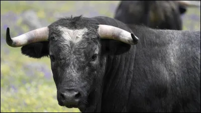 Quel est cet animal ?