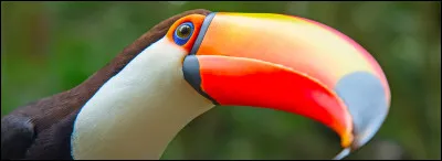 Quel est cet animal ?