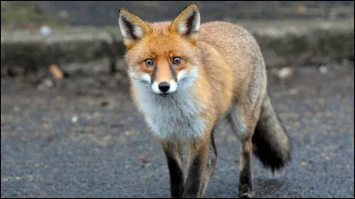 Quel est cet animal ?