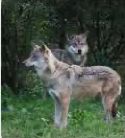 Quel est cet animal ?