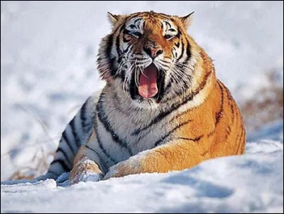 La Mandchourie se situe...