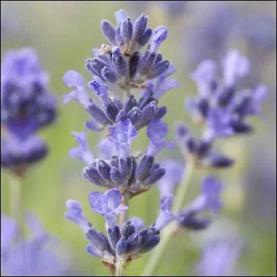 Comment Lavande est-elle morte ?