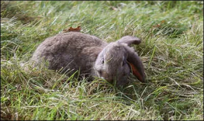 Les lapins boivent :