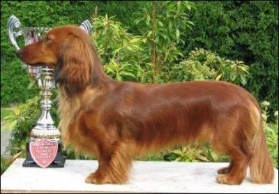 Quelle race est-ce ?