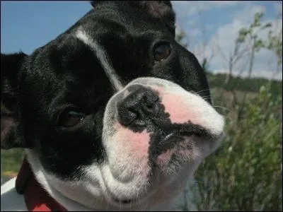 Quelle race est-ce ?