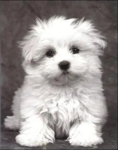 Quelle race est-ce ?