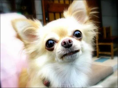 Quelle race est-ce ?