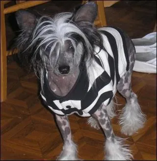 Quelle race est-ce ?