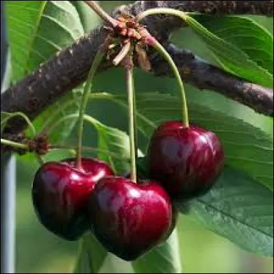 Quelle cerise est reconnaissable à sa forme de cœur ?