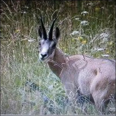 Comment appelle-t-on la jeune femelle du chamois ?