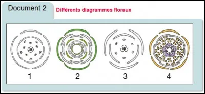 Quel est le diagramme floral d'une fleur stérile ?