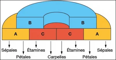 Les étamines se développent grâce à :