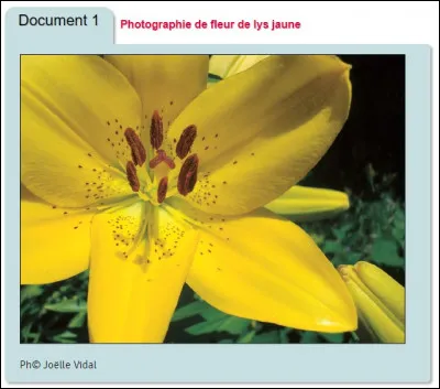 Combien de verticilles possède la fleur de lys ?
