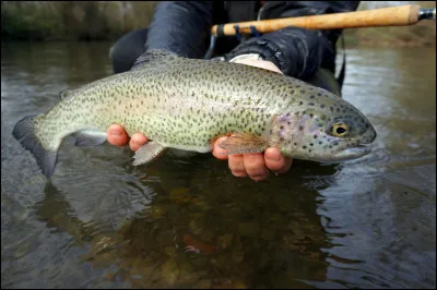 Qui a composé le lied "La Truite" ?