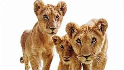 Quel est ton animal préféré ?