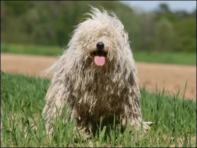 Trouvez la race de ce chien !