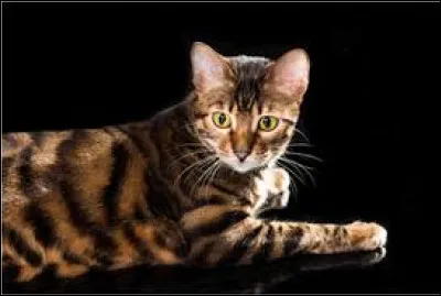 Trouvez la race de ce chat !