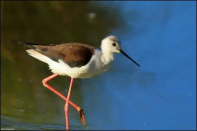 Quel est le nom de ce visiteur de printemps et d'été en Occitanie ?