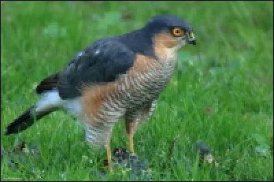 Quel est le nom de ce rapace diurne ?