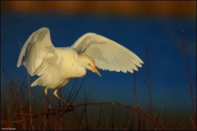 Quel est le nom de cet échassier très présent au domaine des oiseaux à Mazères en Ariège ?