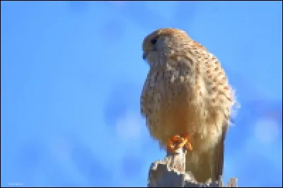 Quel est le nom de ce rapace ?