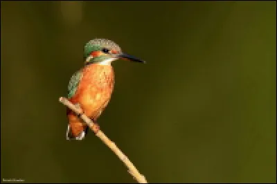 Un des plus beaux oiseaux d'Occitanie, quel est son nom ?
