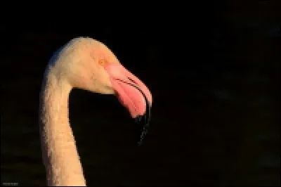 À qui appartient ce bec?