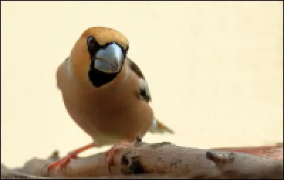 Un oiseau venu du Nord de passage en Occitanie, quel est son nom ?