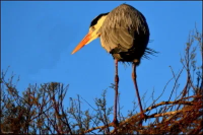 Quel est le nom cet échassier très commun en Occitanie ?
