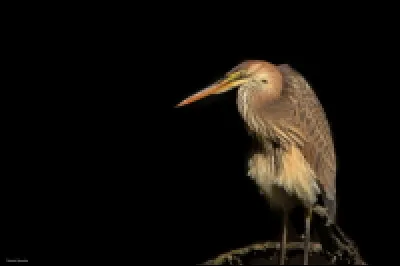Un autre échassier, moins commun en Occitanie, quel est son nom ?