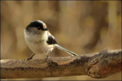 Quel est le nom de ce fragile passereau ?