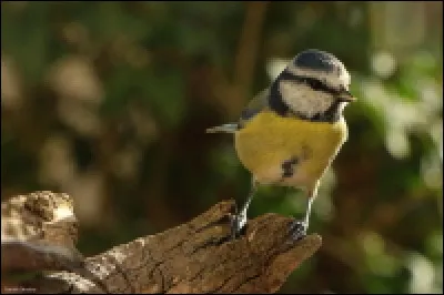 C'est un oiseau très commun dans nos jardins.