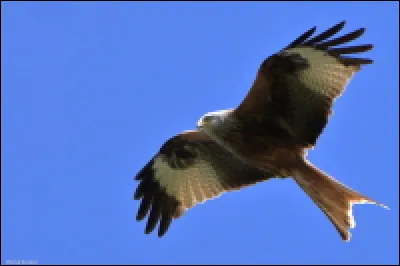Quel est le nom de ce rapace très présent en Occitanie ?