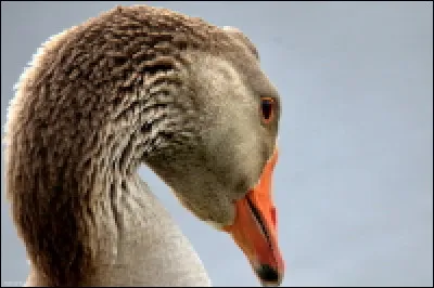 À qui appartient ce bec ?