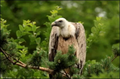 Quel est le nom de ce rapace qui vole au dessus des sommets d'Occitanie ?