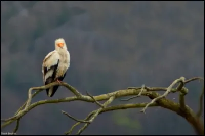 Quel est le nom de ce rapace qui n'est pas présent toute l'année en Occitanie ?