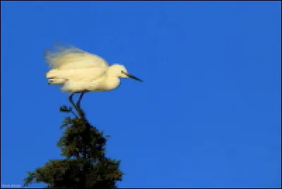 Reconnaissez-vous cet échassier ?