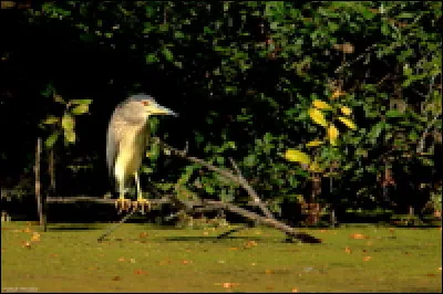 Connaissez-vous cet échassier pas toujours facile à observer en journée ?