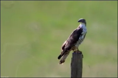 Quel est le nom de ce rapace pas très commun en Occitanie ?